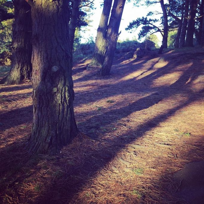 Low light through the trees