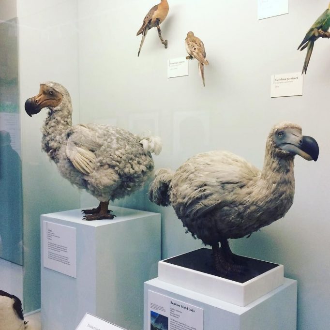 Ah, dodos