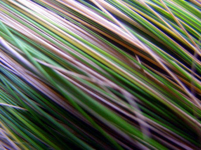 grasses