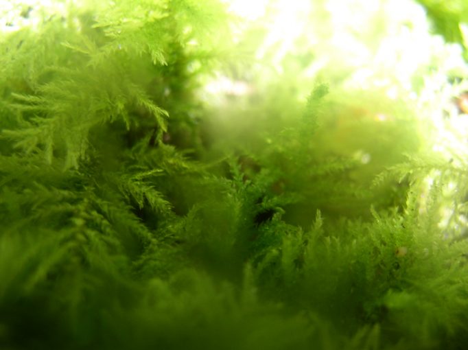 photo friday : macro