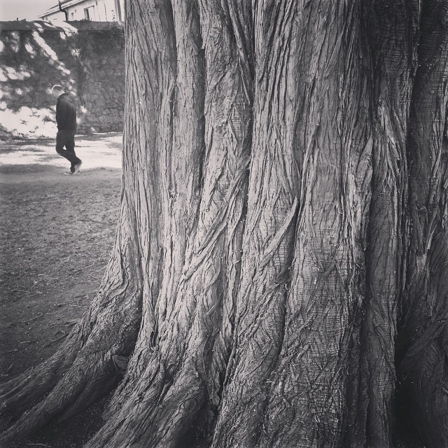 Bark