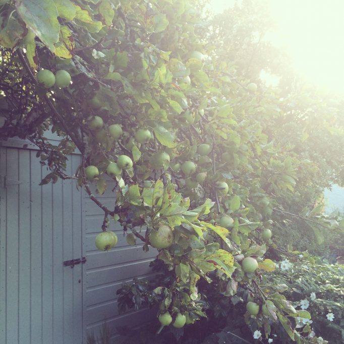 Apple season