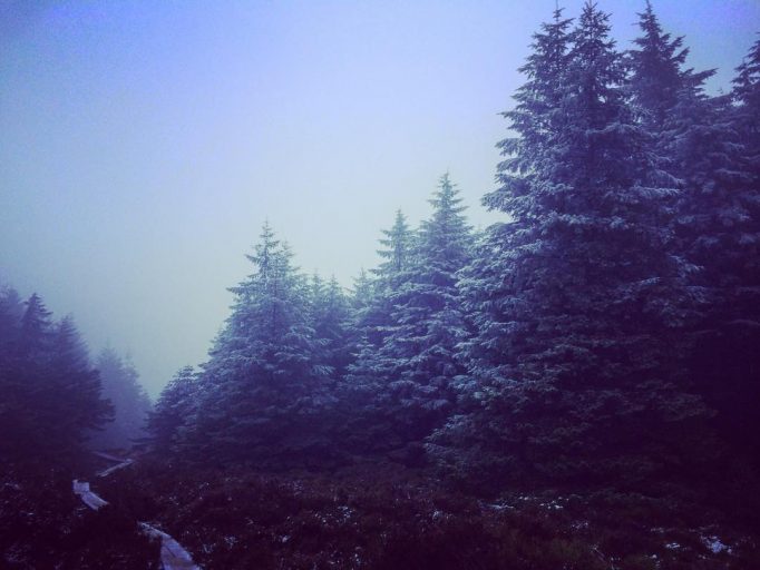 Frosty trees